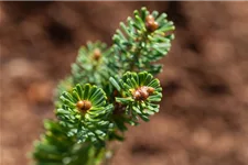 Abies koreana 'Brillant' C2,3 / 15-20