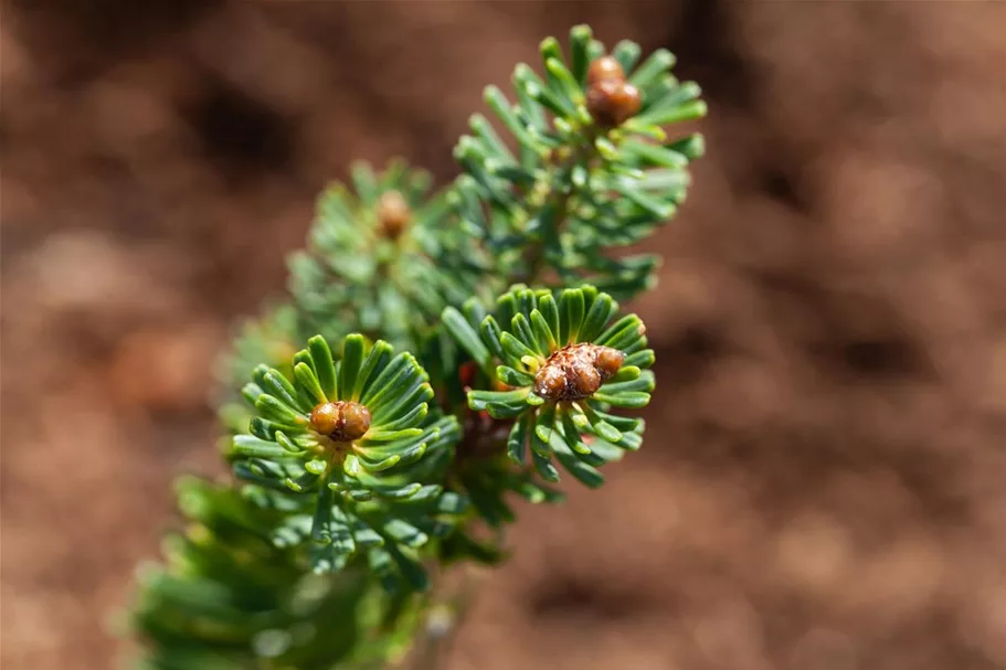 Abies koreana 'Brillant' C2,3 / 15-20