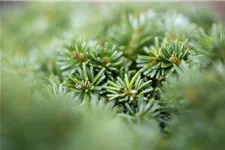 Abies koreana 'Brillant' C2,3 / 15-20