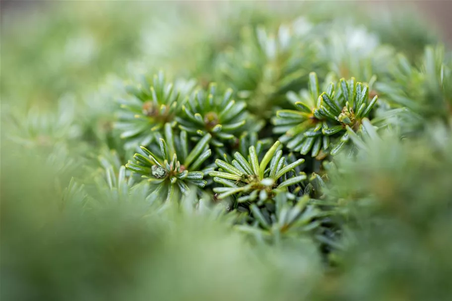 Abies koreana 'Brillant' C2,3 / 15-20