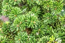 Abies koreana 'Brillant' C2,3 / 15-20