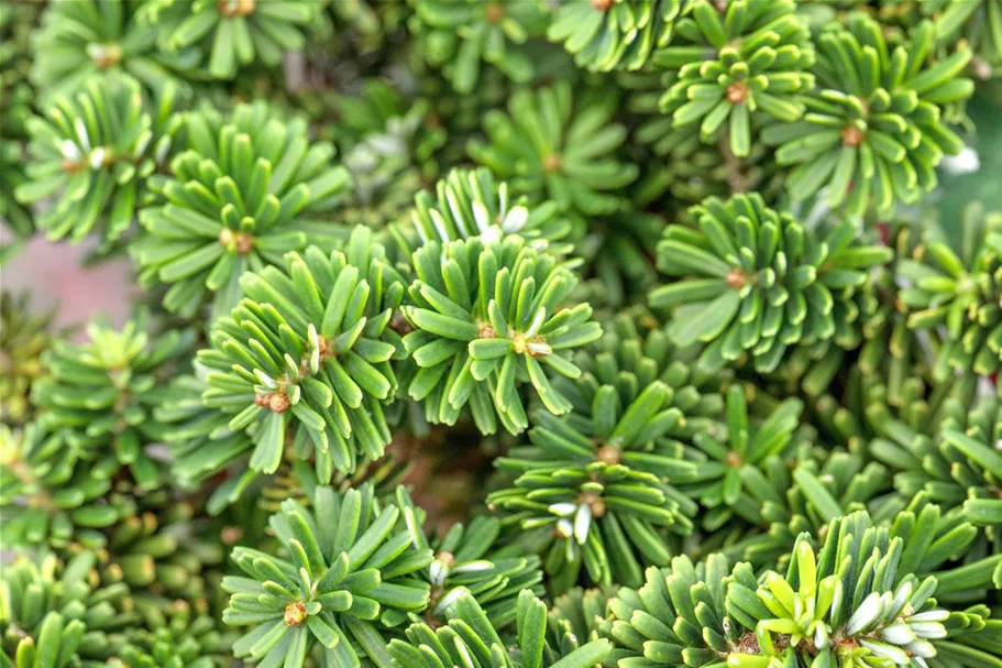 Abies koreana 'Brillant' C2,3 / 15-20