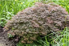 Acer palmatum 'Dissectum Garnet' Topfgröße 3 Liter