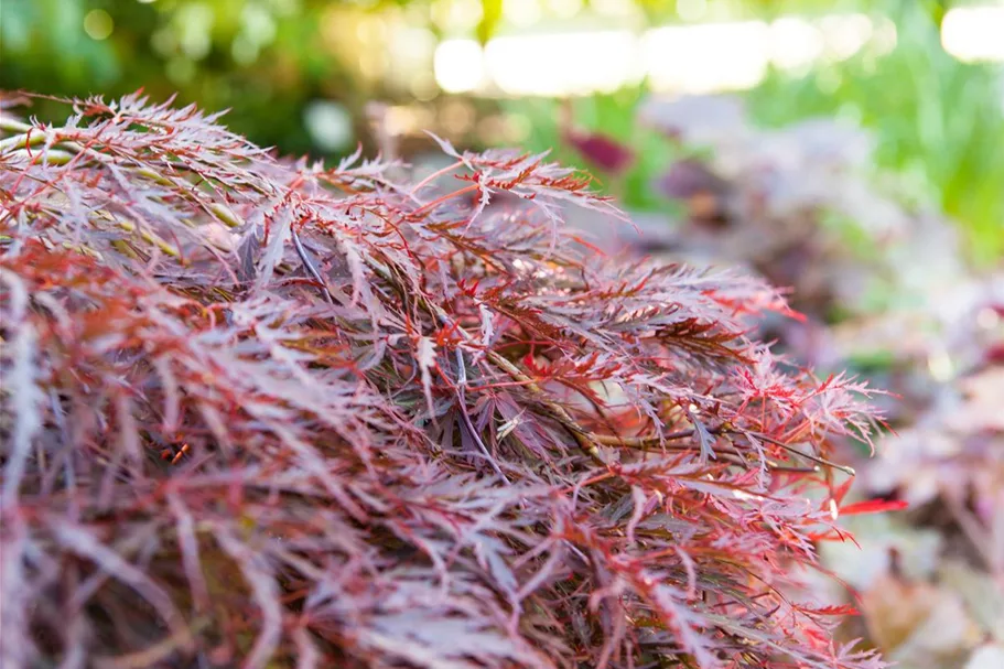 Acer palmatum 'Dissectum Garnet' Topfgröße 3 Liter