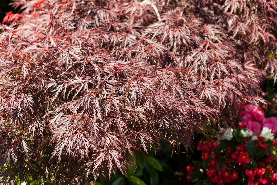 Acer palmatum 'Dissectum Garnet' Topfgröße 3 Liter