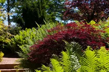 Acer palmatum 'Dissectum Garnet' Topfgröße 3 Liter