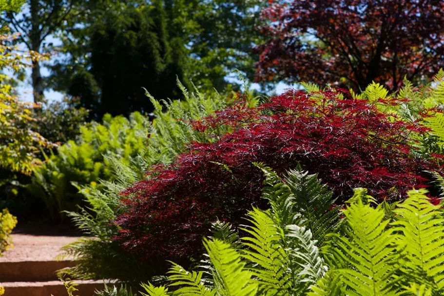 Acer palmatum 'Dissectum Garnet' Topfgröße 3 Liter