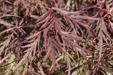 Acer palmatum 'Dissectum Garnet' Topfgröße 3 Liter