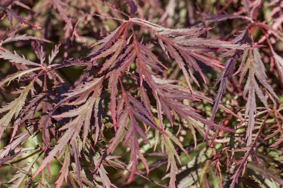 Acer palmatum 'Dissectum Garnet' Topfgröße 3 Liter