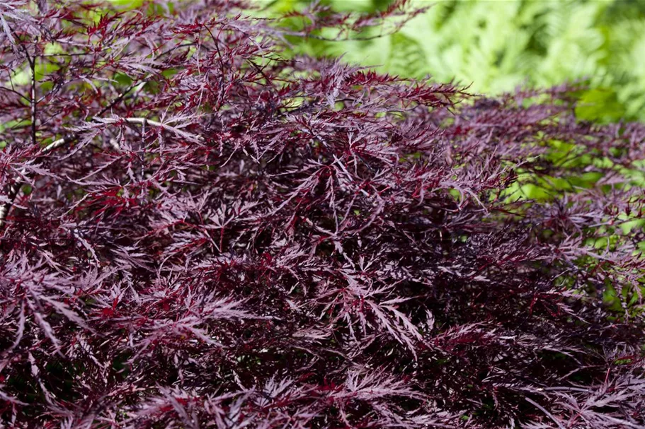 Acer palmatum 'Dissectum Garnet' Topfgröße 3 Liter