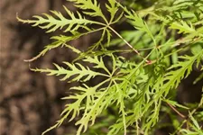 Acer palmatum 'Dissectum Viridis' Topfgröße 6 Liter, Höhe 40cm