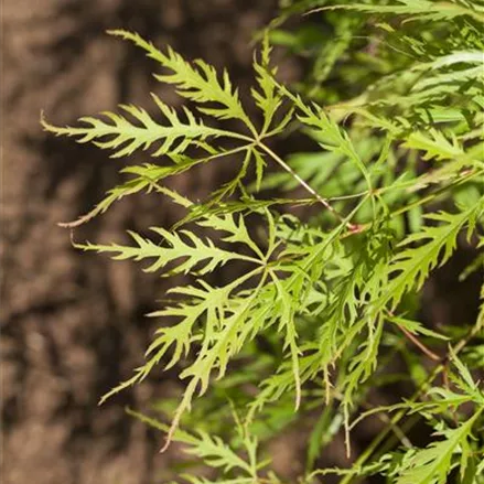 Acer palmatum 'Dissectum Viridis'