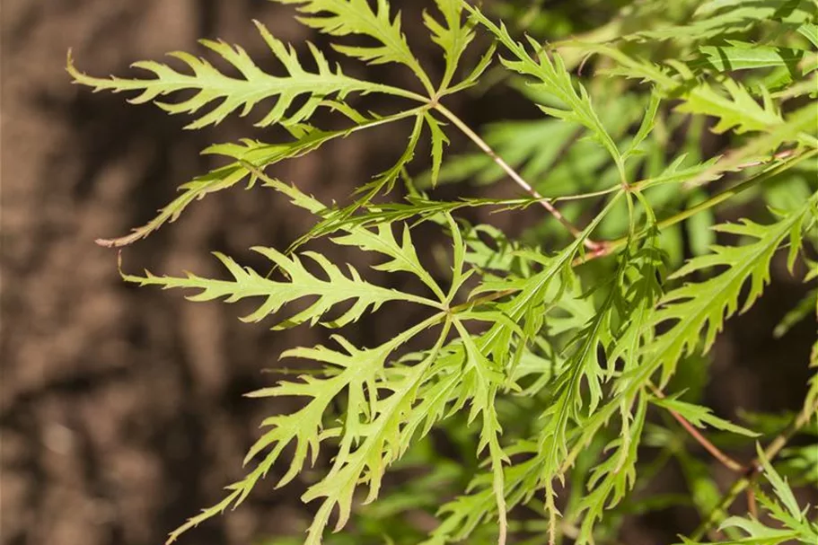 Acer palmatum 'Dissectum Viridis' Topfgröße 6 Liter, Höhe 40cm