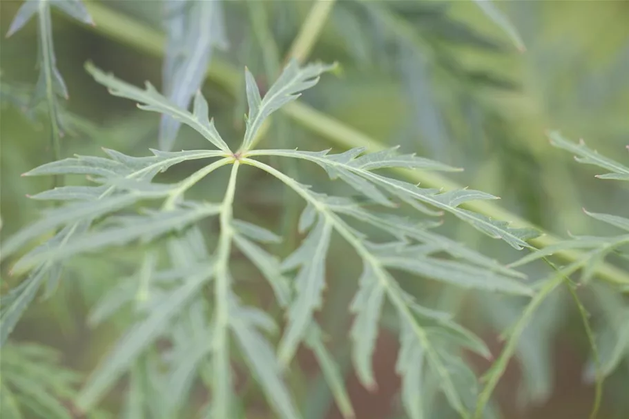 Acer palmatum 'Dissectum Viridis' Topfgröße 6 Liter, Höhe 40cm