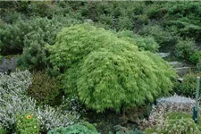 Acer palmatum 'Dissectum Viridis' Topfgröße 6 Liter, Höhe 40cm