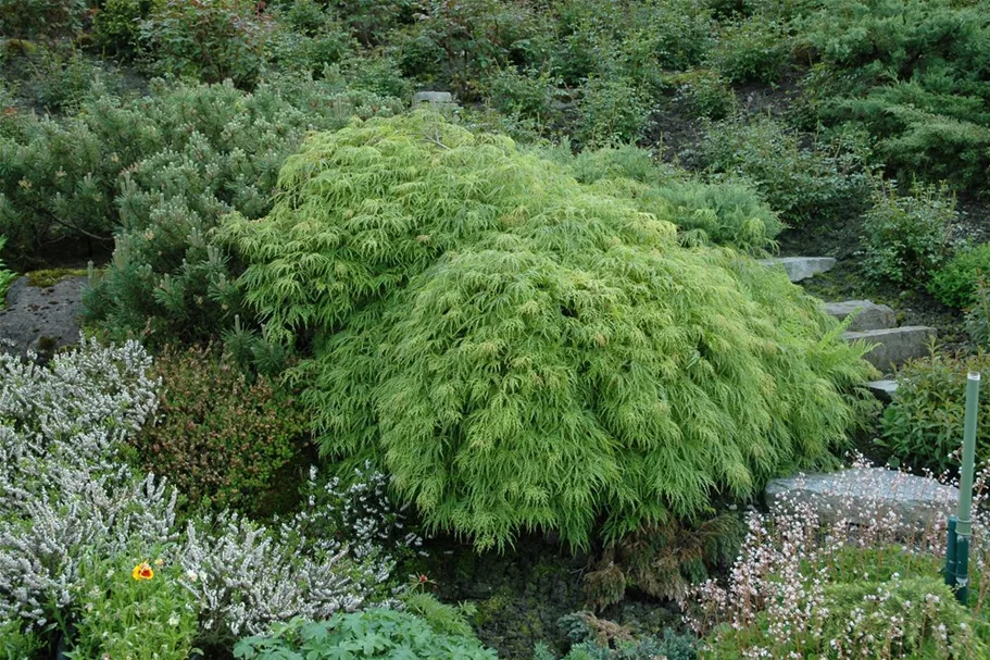 Acer palmatum 'Dissectum Viridis' Topfgröße 6 Liter, Höhe 40cm