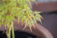 Acer palmatum 'Dissectum Viridis' Topfgröße 6 Liter, Höhe 40cm