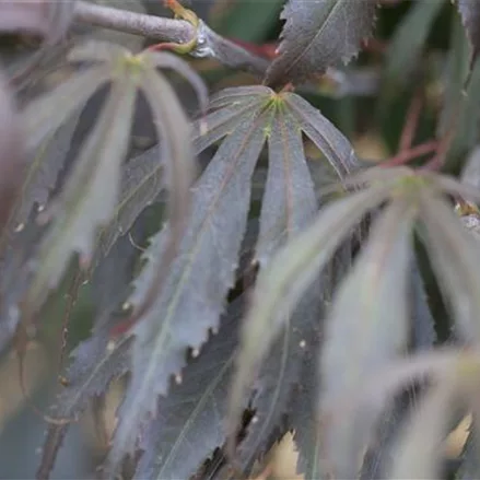 Acer palmatum 'Oregon Sunset'