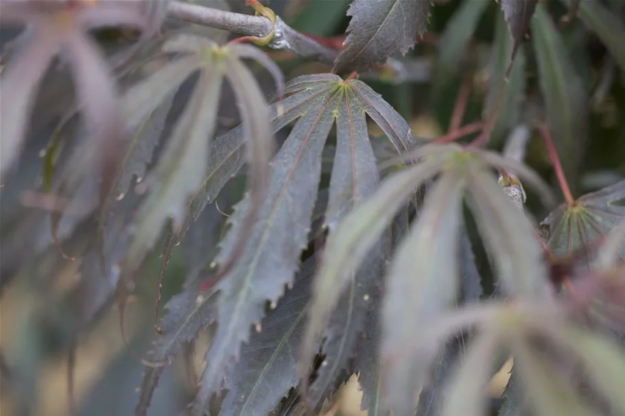 Acer palmatum 'Oregon Sunset' Stammhöhe 40cm, Topfgröße 10 Liter