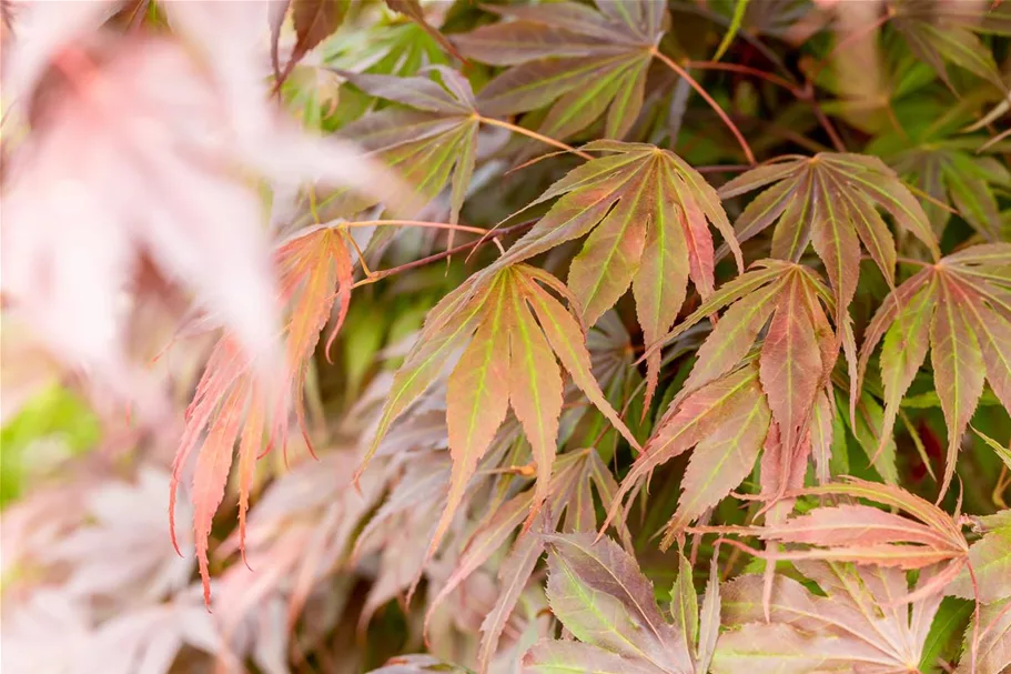 Acer palmatum 'Oregon Sunset' Stammhöhe 40cm, Topfgröße 10 Liter