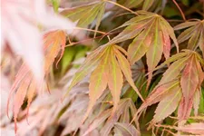 Acer palmatum 'Oregon Sunset' Stammhöhe 40cm, Topfgröße 10 Liter