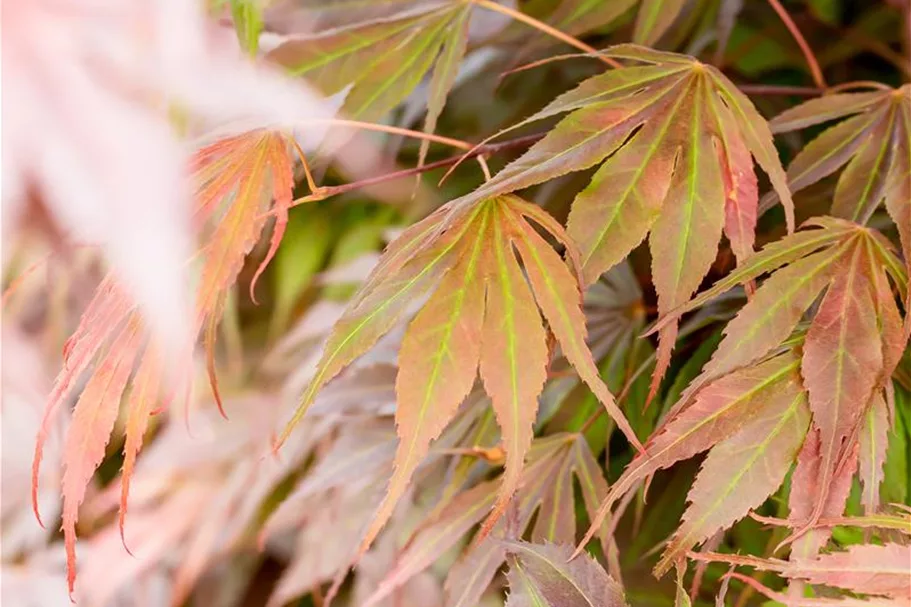 Acer palmatum 'Oregon Sunset' Stammhöhe 40cm, Topfgröße 10 Liter