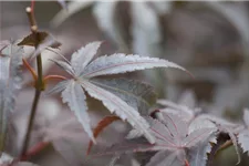 Acer palmatum 'Pixie' Topfgröße 10 Liter, Höhe 80-100cm