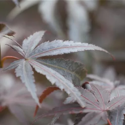 Acer palmatum 'Pixie'