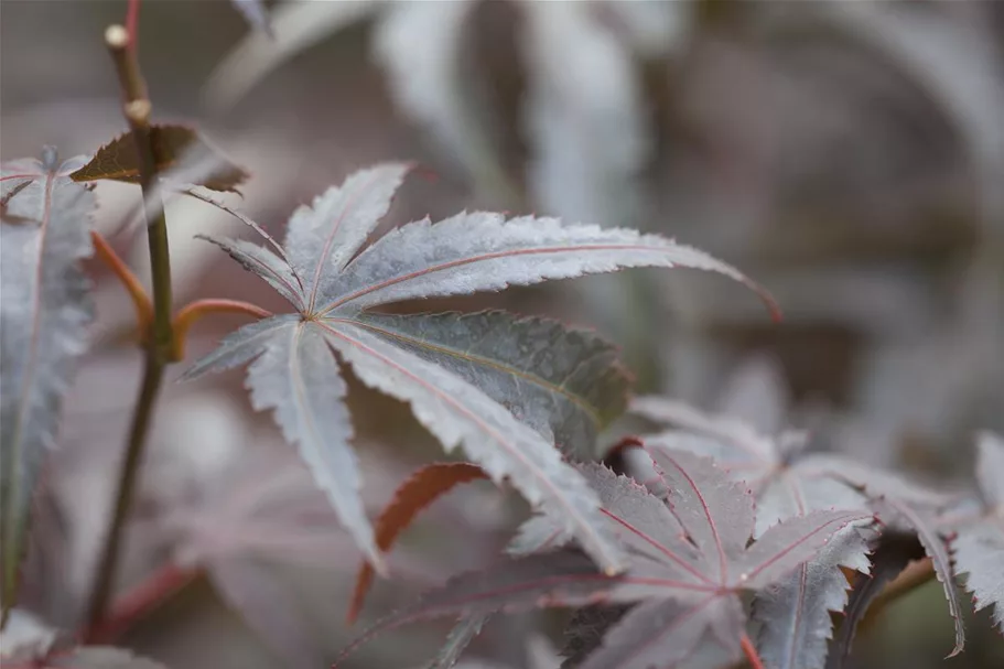 Acer palmatum 'Pixie' Topfgröße 10 Liter, Höhe 80-100cm