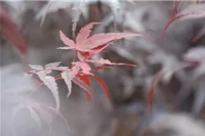 Acer palmatum 'Pixie' Topfgröße 10 Liter, Höhe 80-100cm