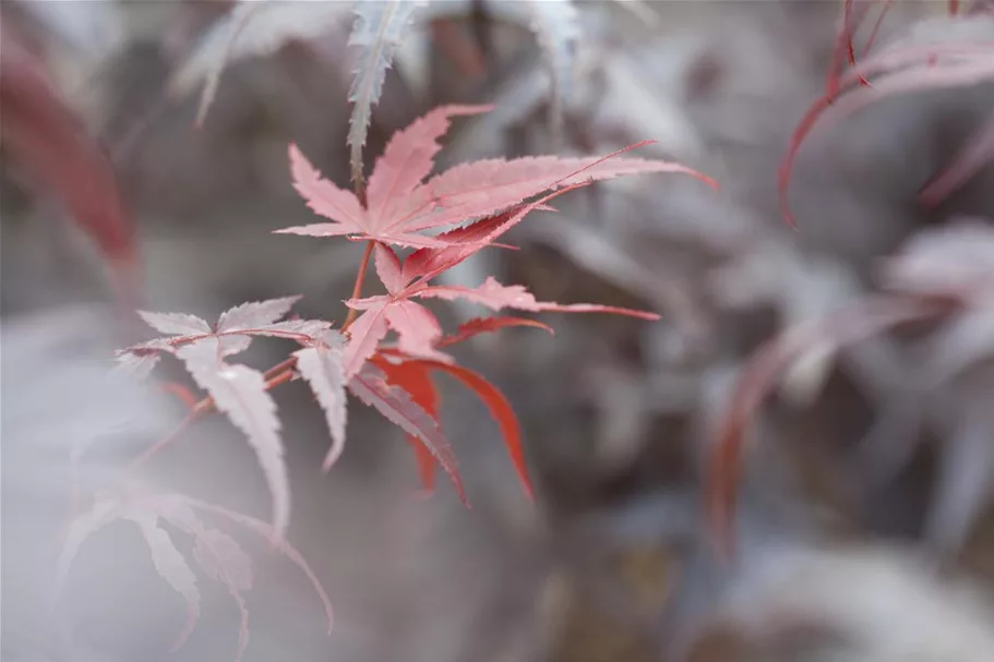 Acer palmatum 'Pixie' Topfgröße 10 Liter, Höhe 80-100cm