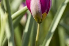 Wildtulpe 'Persian Pearl' 9 cm