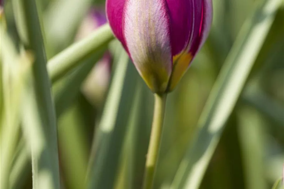 Wildtulpe 'Persian Pearl' 9 cm