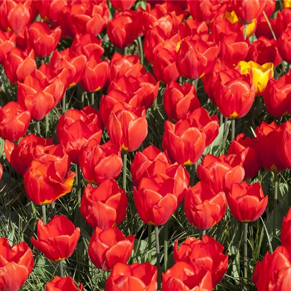 Tulpe 'Red Paradise'