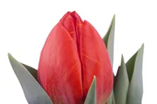 Tulpe 'Red Paradise' 11 cm