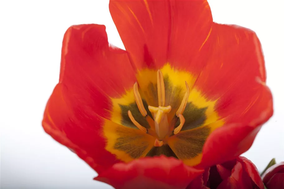 Tulpe 'Red Paradise' 11 cm