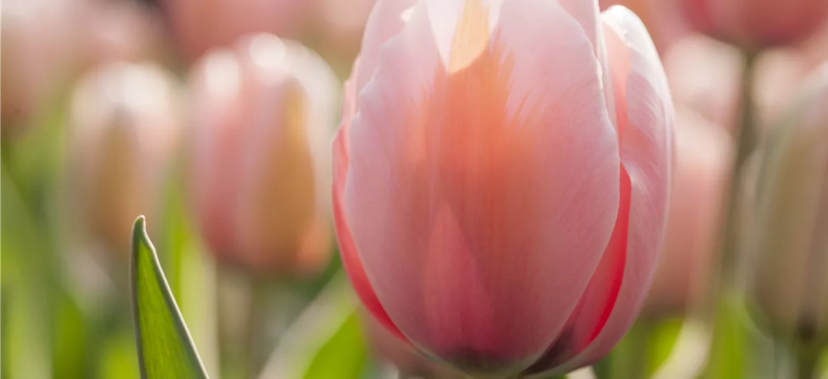 Tulpe 'Mystic van Eijk' 11 cm