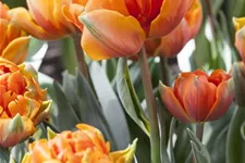 7 Blumenzwiebel - gefüllte Tulpe 'Orange Princess' 7 Zwiebel - Größe 12+