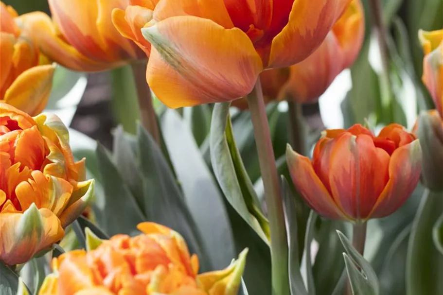 7 Blumenzwiebel - gefüllte Tulpe 'Orange Princess' 7 Zwiebel - Größe 12+