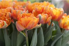 7 Blumenzwiebel - gefüllte Tulpe 'Orange Princess' 7 Zwiebel - Größe 12+