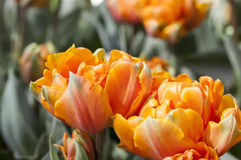 7 Blumenzwiebel - gefüllte Tulpe 'Orange Princess' 7 Zwiebel - Größe 12+