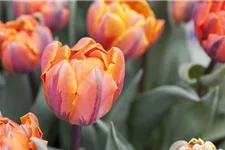 7 Blumenzwiebel - gefüllte Tulpe 'Orange Princess' 7 Zwiebel - Größe 12+