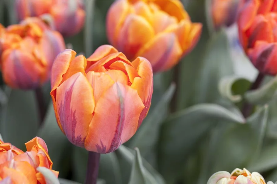 7 Blumenzwiebel - gefüllte Tulpe 'Orange Princess' 7 Zwiebel - Größe 12+