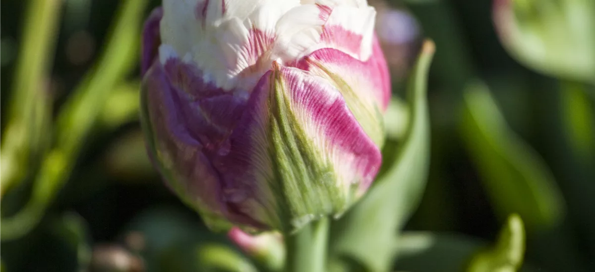 3 Blumenzwiebel - Tulpe 'Ice Cream' 3 Zwiebel - Größe 12 +