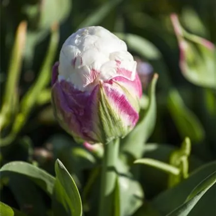 3 Blumenzwiebel - Tulpe 'Ice Cream'