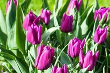 10 Blumenzwiebel - Tulpe 'Purple Prince' 10 Zwiebel - Größe 12+