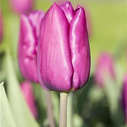 10 Blumenzwiebel - Tulpe 'Purple Prince'