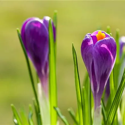 10 Blumenzwiebel - Frühlings-Krokus 'Remembrance'