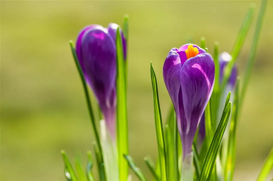 10 Blumenzwiebel - Frühlings-Krokus 'Remembrance' 10 Blumenzwiebel - Größe 9/10