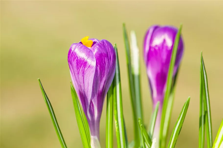 10 Blumenzwiebel - Frühlings-Krokus 'Remembrance' 10 Blumenzwiebel - Größe 9/10